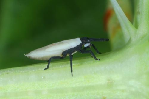 Catoplatus carthusianus